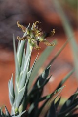 Ferraria divaricata