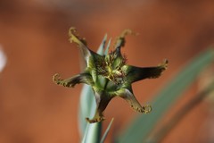 Ferraria divaricata