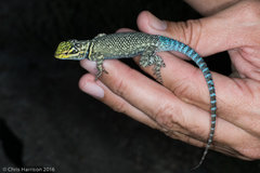 Sceloporus cyanostictus
