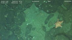 Hippasteria phrygiana