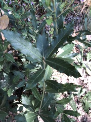 Quercus hypoleucoides