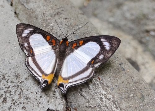 Banner Metalmark
