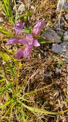 Gentianella aspera