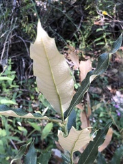 Quercus hypoleucoides