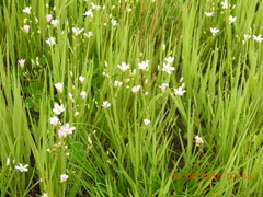 Eremogone minuartioides