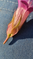 Gentianella aspera