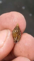 Columbella rusticoides