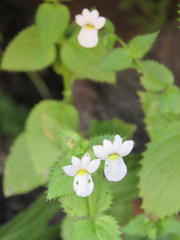 Nemesia acornis