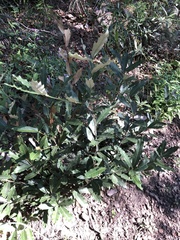 Quercus hypoleucoides