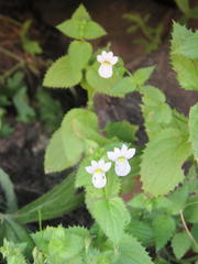 Nemesia acornis