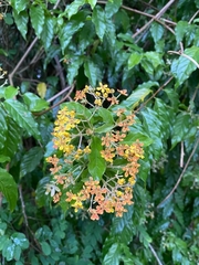 Tetrapterys schiedeana