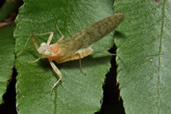 Maccaffertium terminatum