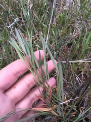 Perideridia kelloggii