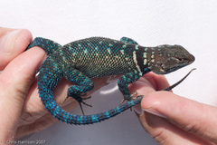 Sceloporus cyanostictus