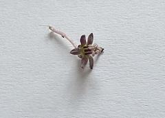 Ledebouria ovalifolia