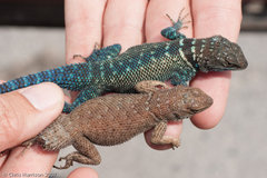 Sceloporus cyanostictus