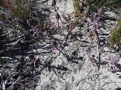 Ledebouria ovalifolia