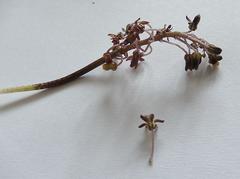 Ledebouria ovalifolia