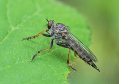 Neomochtherus geniculatus