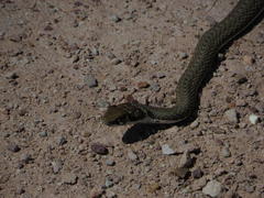 Psammophis notostictus