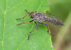 Neomochtherus geniculatus