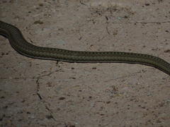 Psammophis notostictus