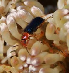 Ascolhedybius hirtus