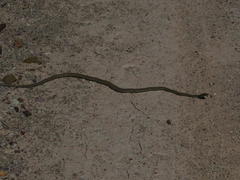 Psammophis notostictus