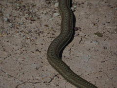 Psammophis notostictus