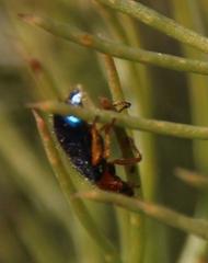 Ascolhedybius hirtus