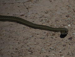 Psammophis notostictus