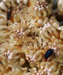 Ascolhedybius hirtus