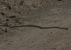 Psammophis notostictus