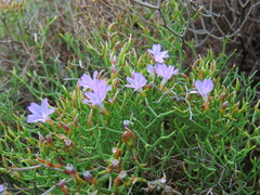 Limonium retirameum