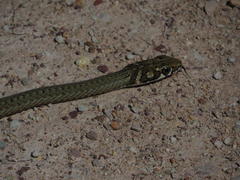 Psammophis notostictus