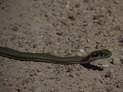 Psammophis notostictus