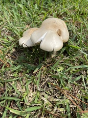 Macrocybe