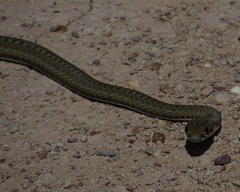Psammophis notostictus