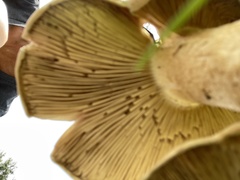 Macrocybe