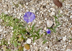 Evolvulus arizonicus