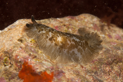 Dendrodoris grandiflora