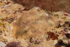 Planocera ceratommata