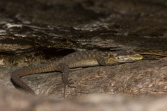 Pseudocordylus subviridis