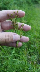 Juncus marginatus