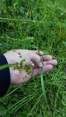 Juncus marginatus