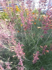 Agastache aurantiaca