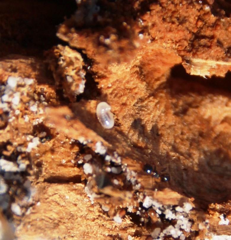 Monomorium torvicte