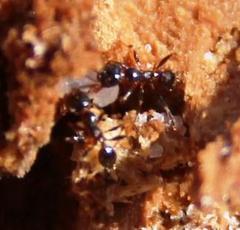 Monomorium torvicte