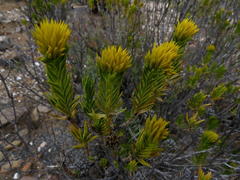 Pteronia fasciculata
