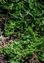 Ranunculus sessiliflorus